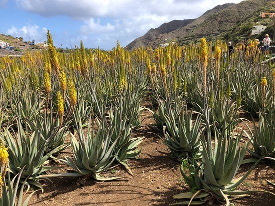 Finca Canarias Aloe Vera