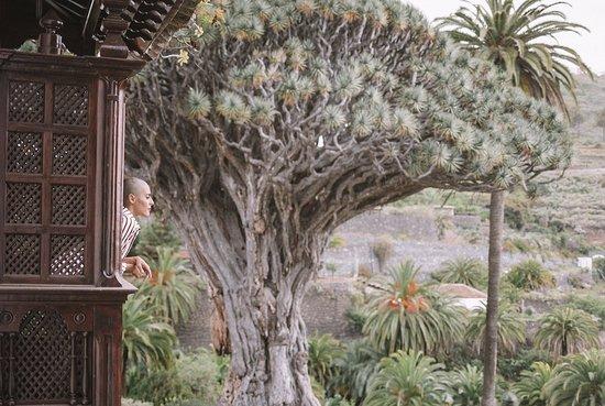 Cafeteria la Casa Del Drago