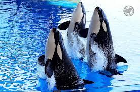 el Orca Ocean Show