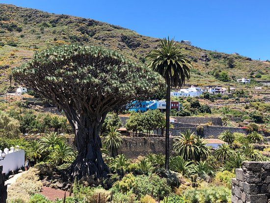 Drago de Icod de los Vinos